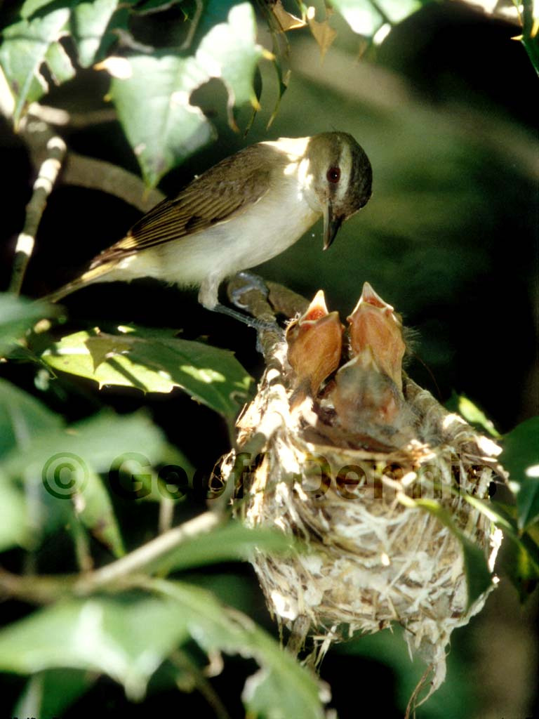 BHCO-AL_Brown-headed-Cowbird