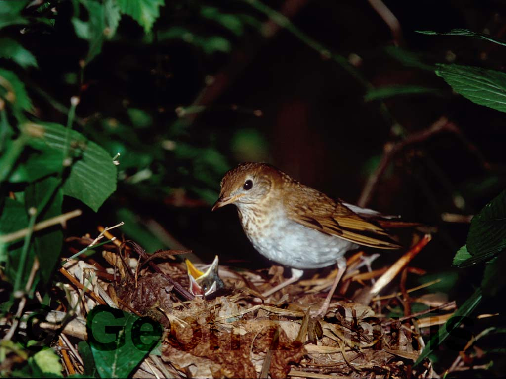 BHCO-AN_Brown-headed-Cowbird