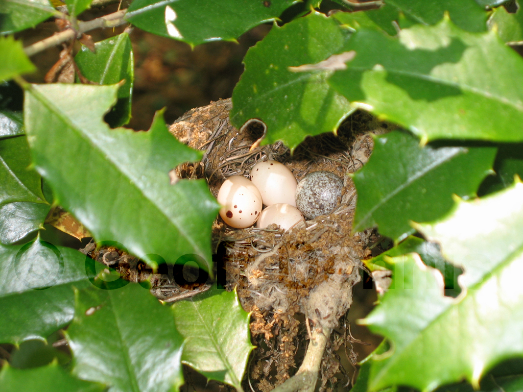 BHCO-AP_Brown-headed-Cowbird