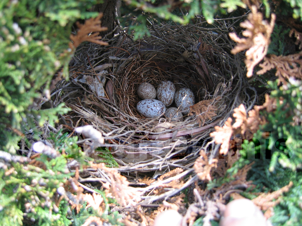 BHCO-AQ_Brown-headed-Cowbird