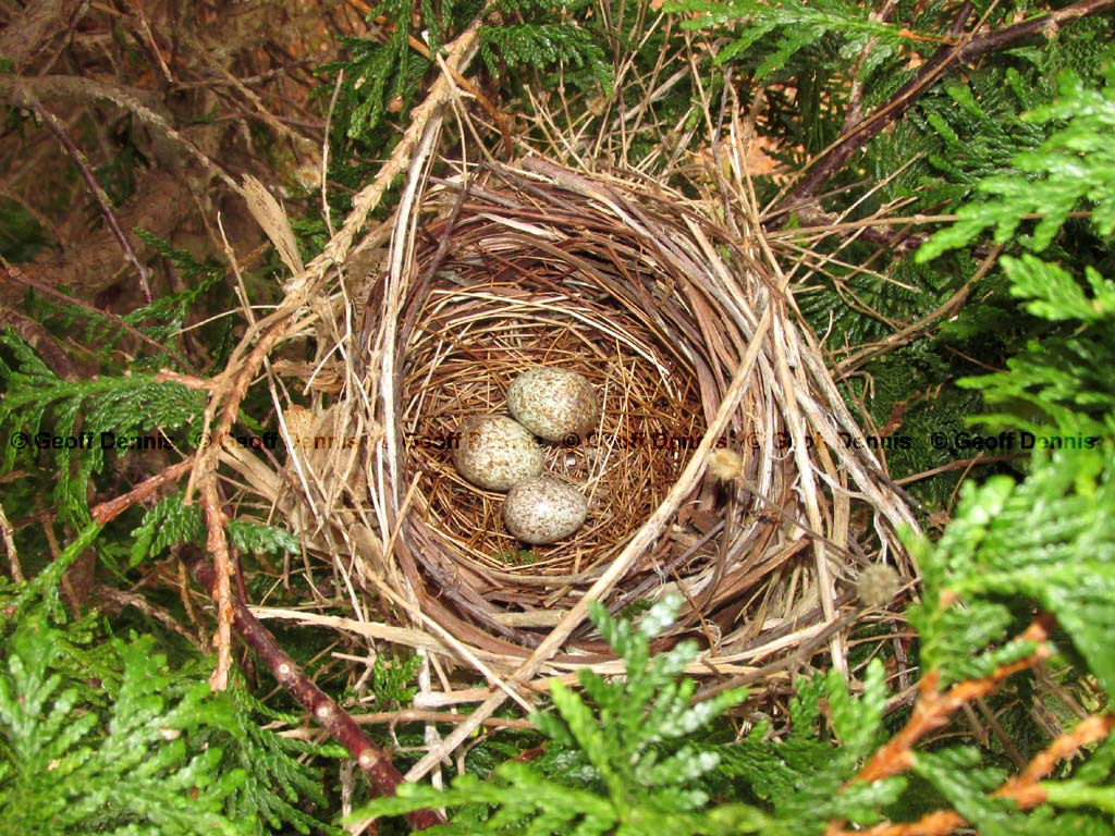 BHCO-AR_Brown-headed-Cowbird