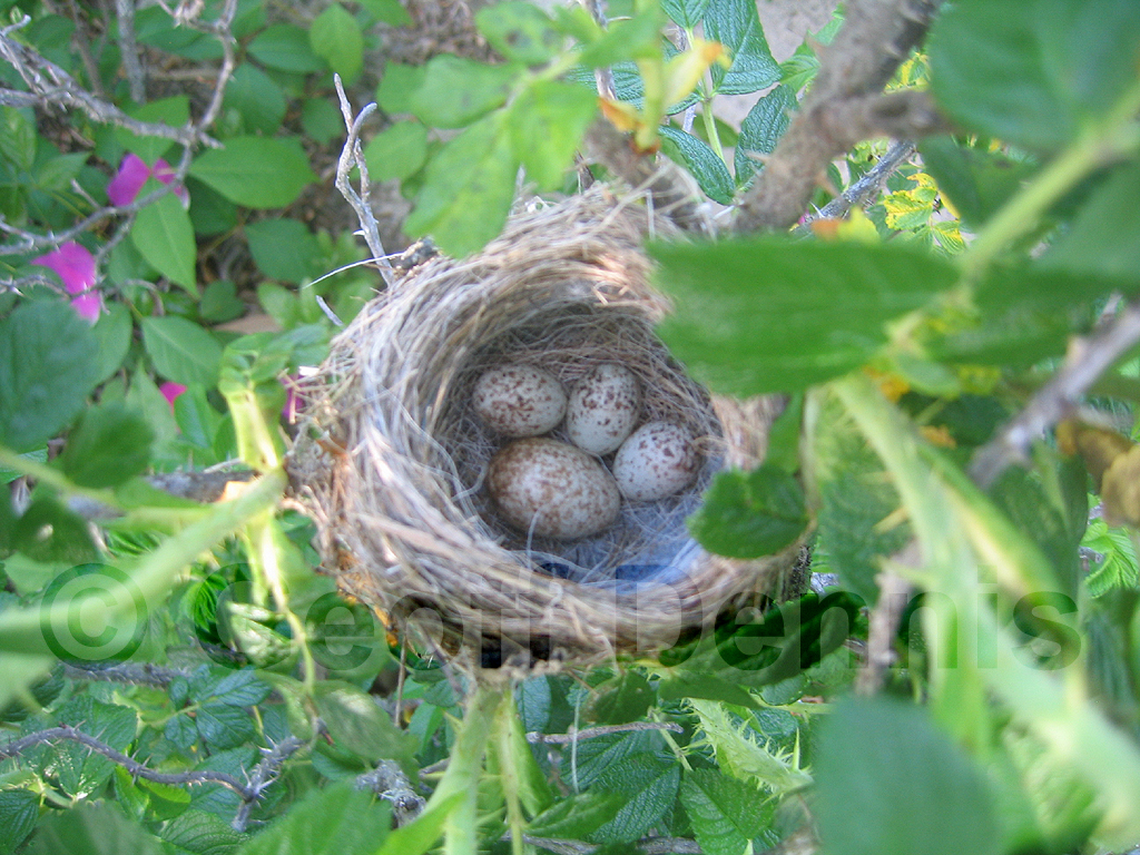 BHCO-AU_Brown-headed-Cowbird