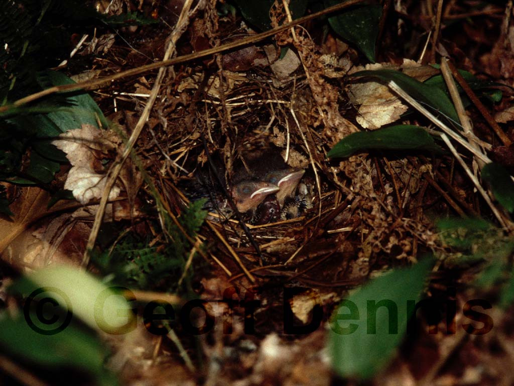 BHCO-AW_Brown-headed-Cowbird