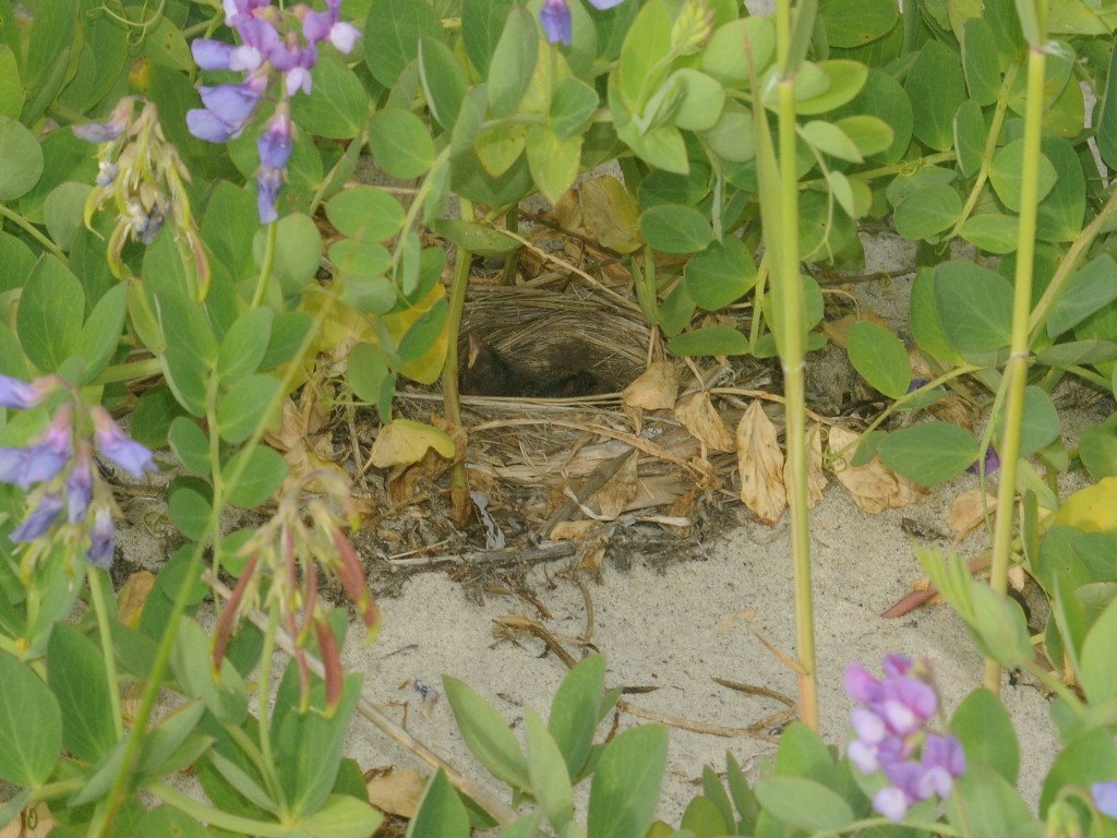 BHCO-AY_Brown-headed-Cowbird