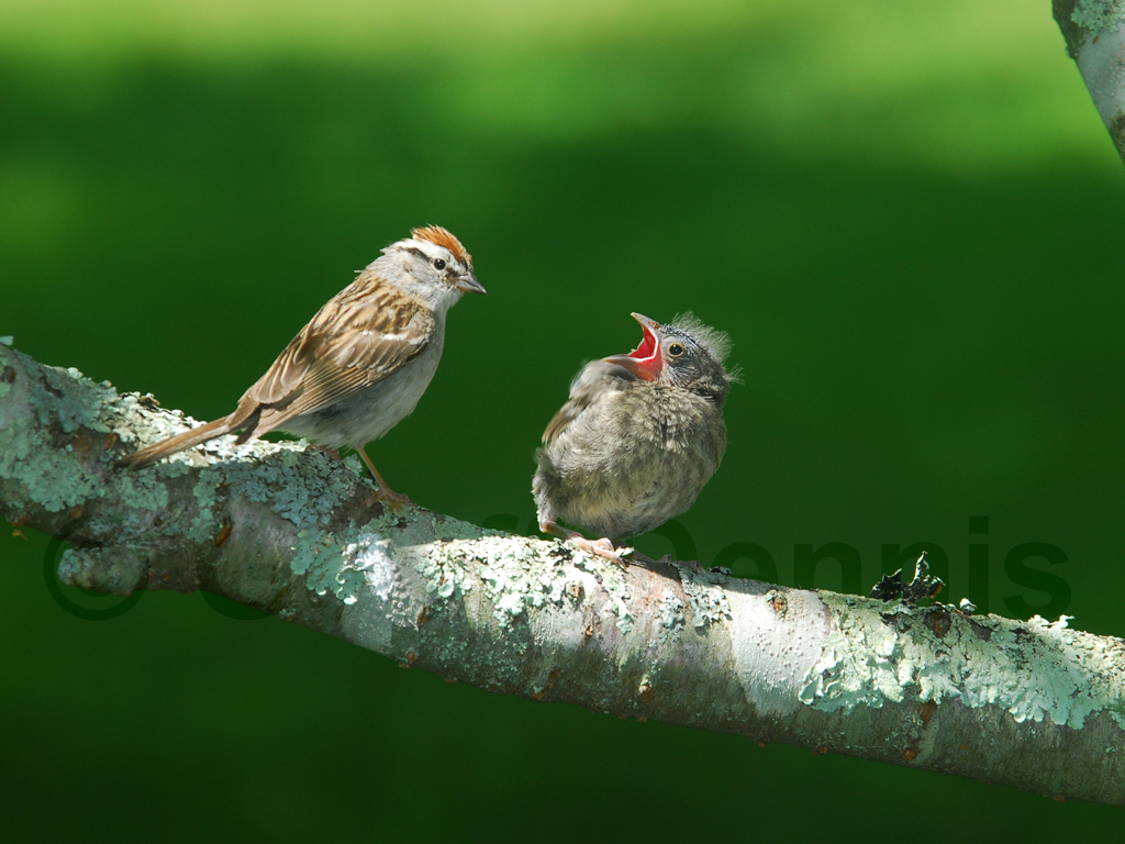 BHCO-BA_Brown-headed-Cowbird