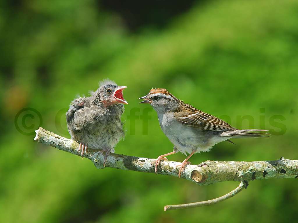 BHCO-BB_Brown-headed-Cowbird