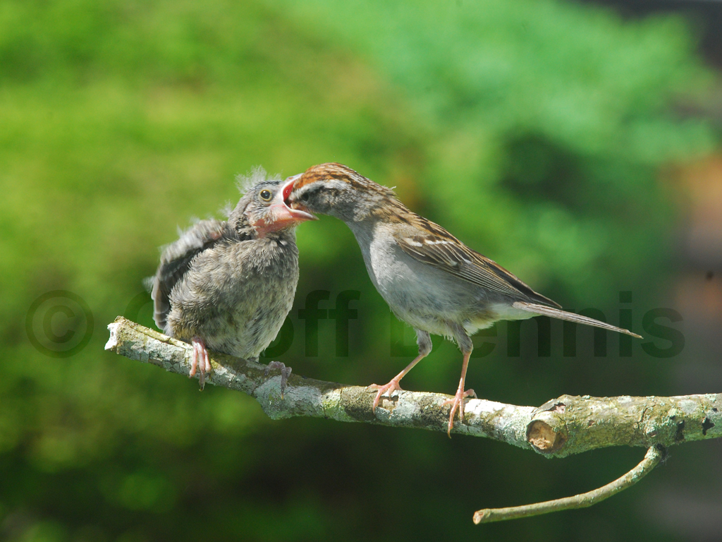 BHCO-BC_Brown-headed-Cowbird
