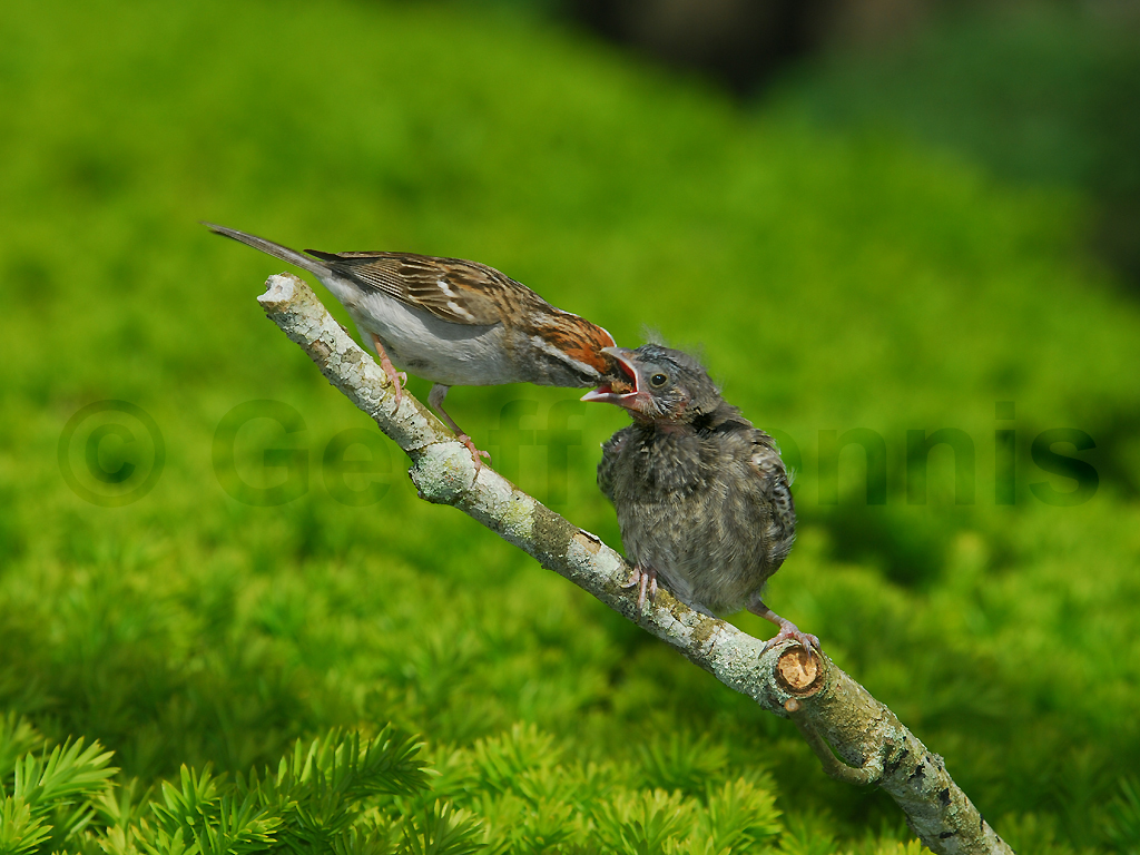 BHCO-BD_Brown-headed-Cowbird