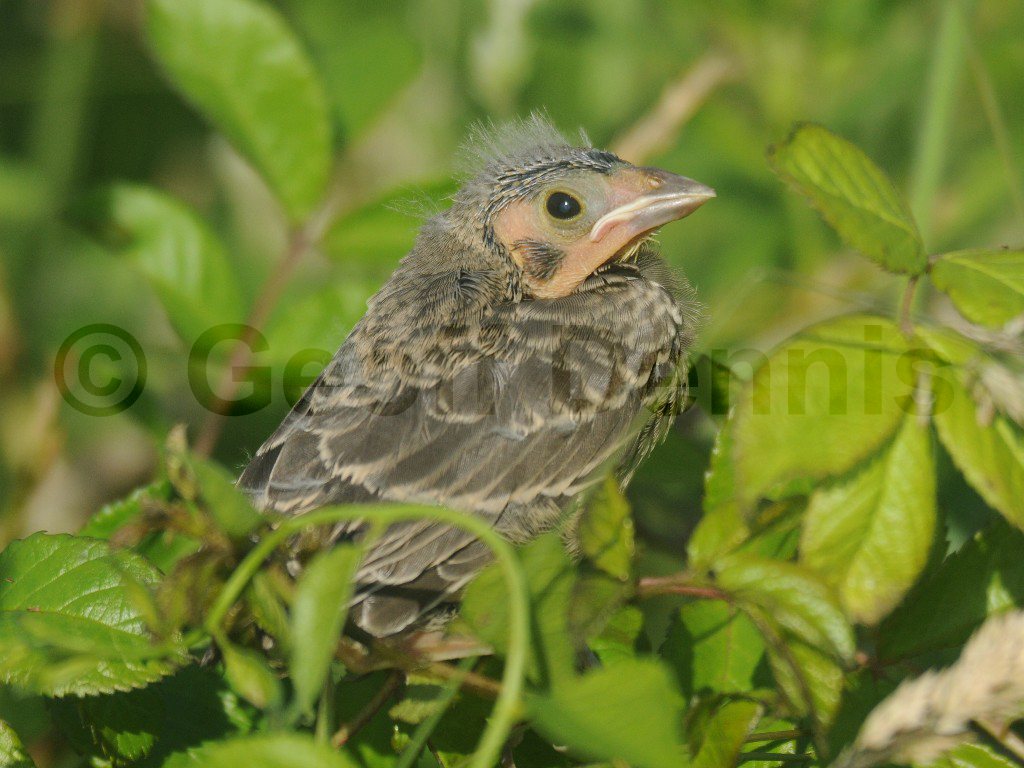 BHCO-BF_Brown-headed-Cowbird