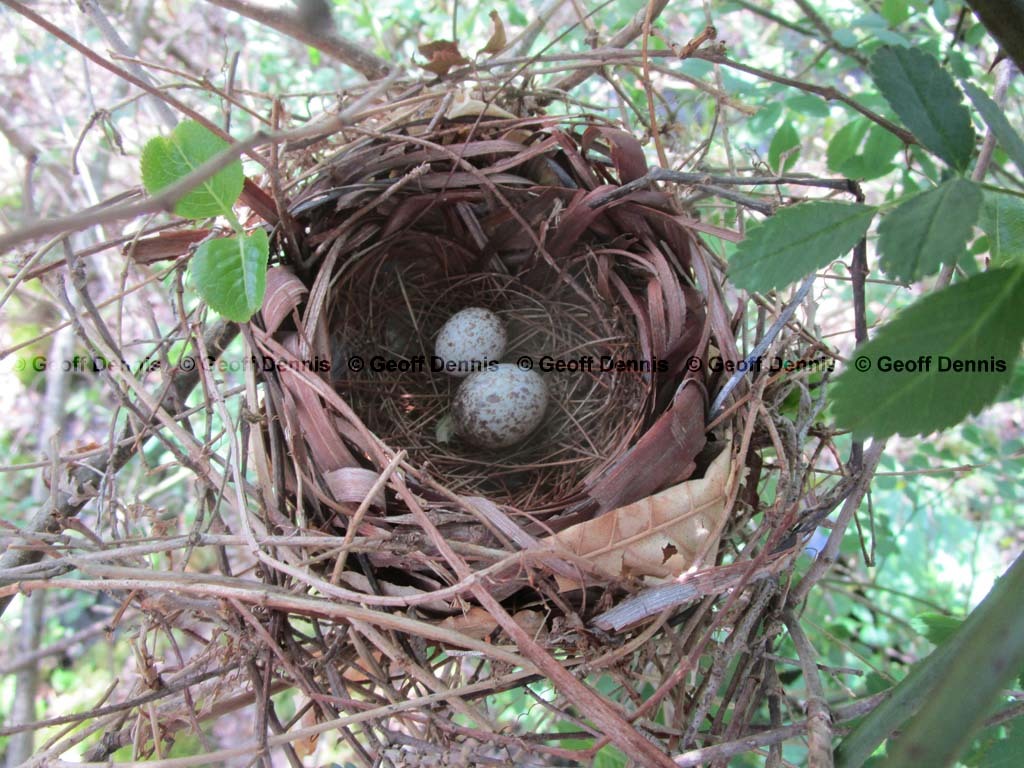 BHCO-BI_Brown-headed-Cowbird