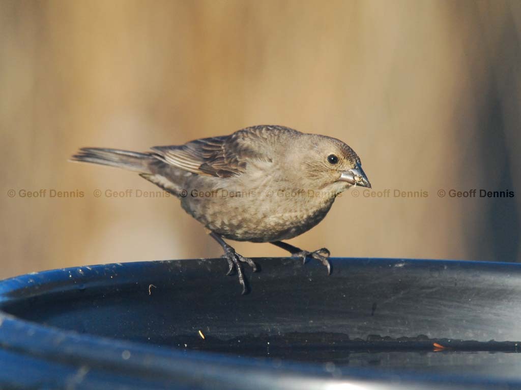 BHCO-BJ_Brown-headed-Cowbird