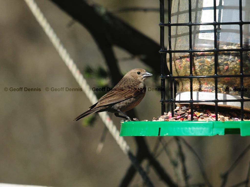 BHCO-BK_Brown-headed-Cowbird