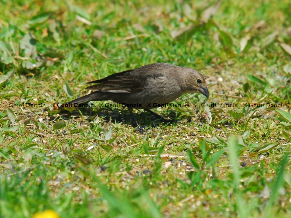 BHCO-BL_Brown-headed-Cowbird