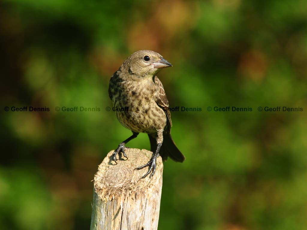 BHCO-BM_Brown-headed-Cowbird