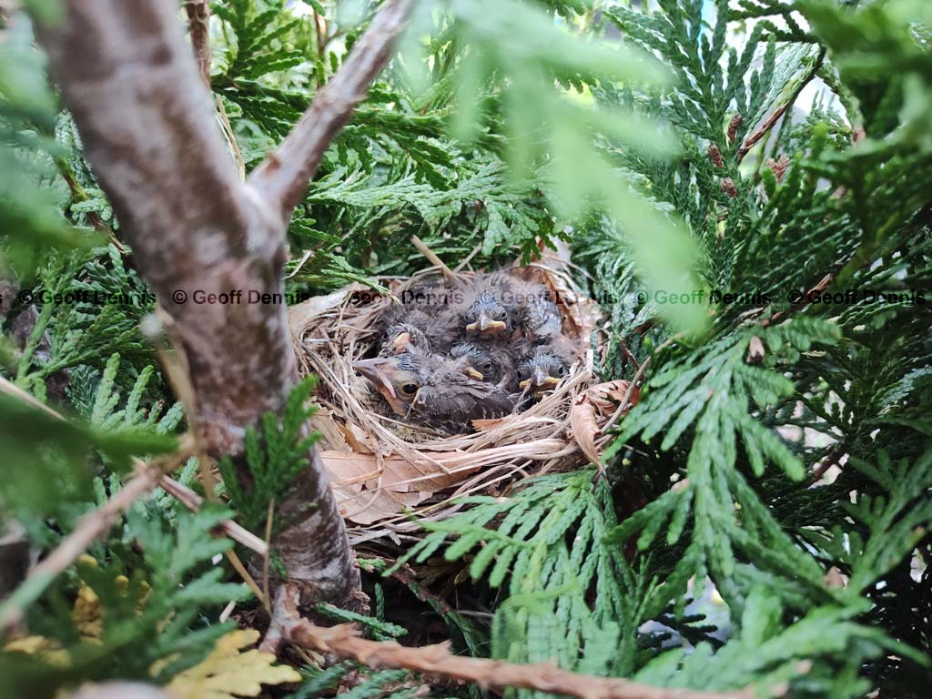 BHCO-BN_Brown-headed-Cowbird
