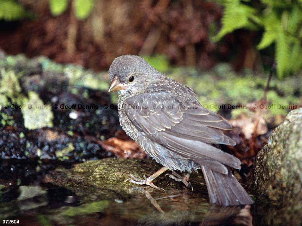 BHCO-BO_Brown-headed-Cowbird