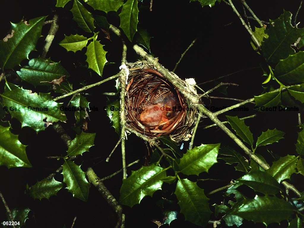 BHCO-BR_Brown-headed-Cowbird