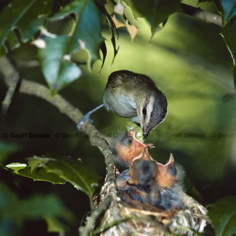 BHCO-BT_Brown-headed-Cowbird