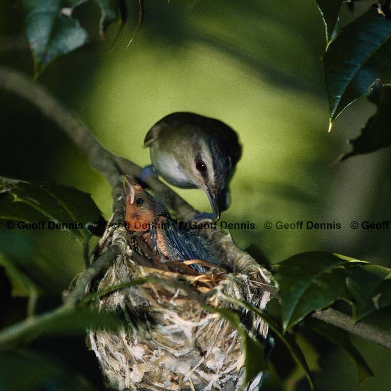 BHCO-BV_Brown-headed-Cowbird