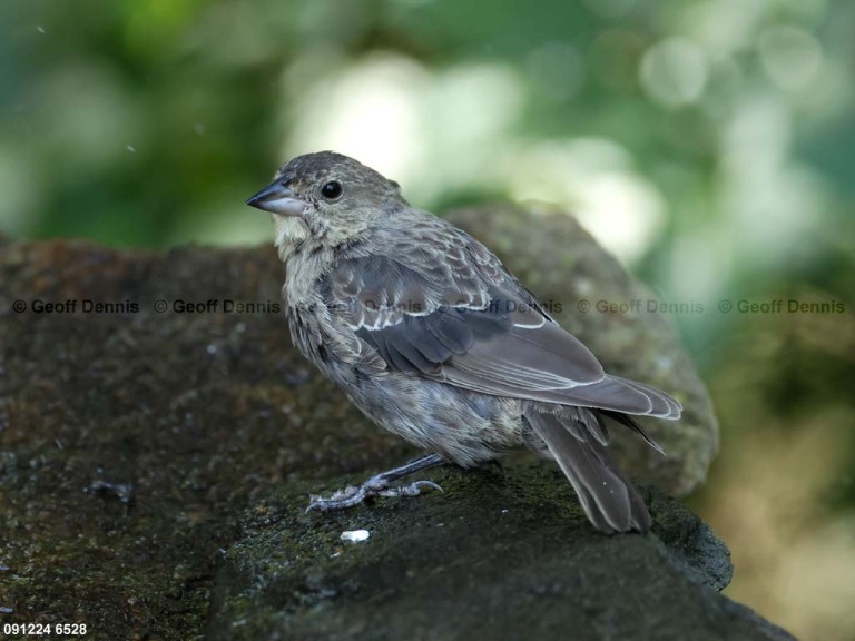 BHCO-BW_Brown-headed-Cowbird