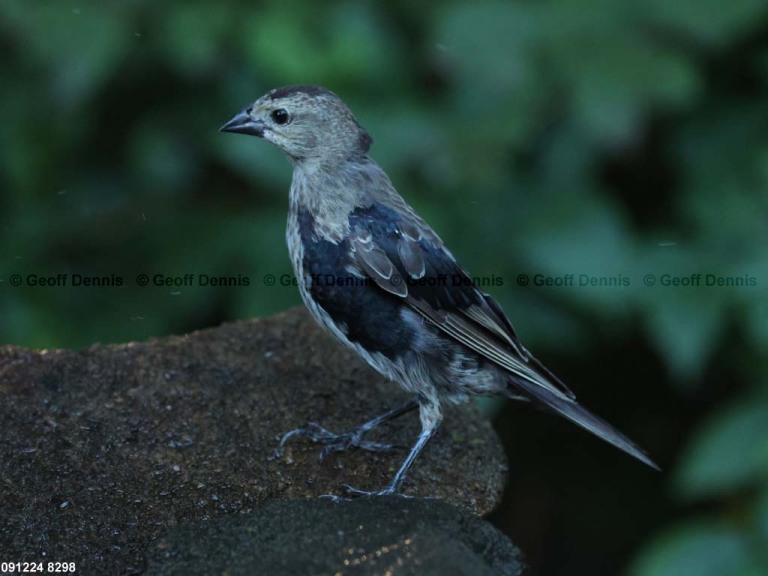 BHCO-BX_Brown-headed-Cowbird