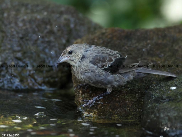 BHCO-BY_Brown-headed-Cowbird