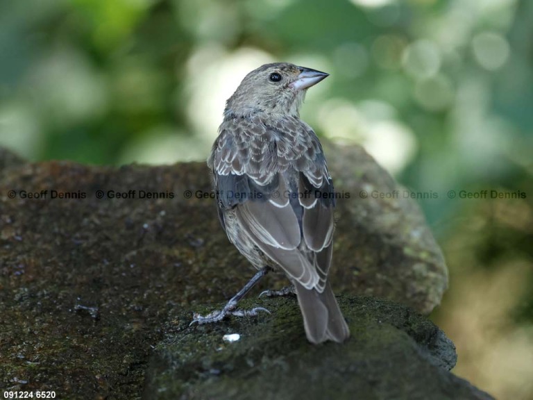 BHCO-BZ_Brown-headed-Cowbird