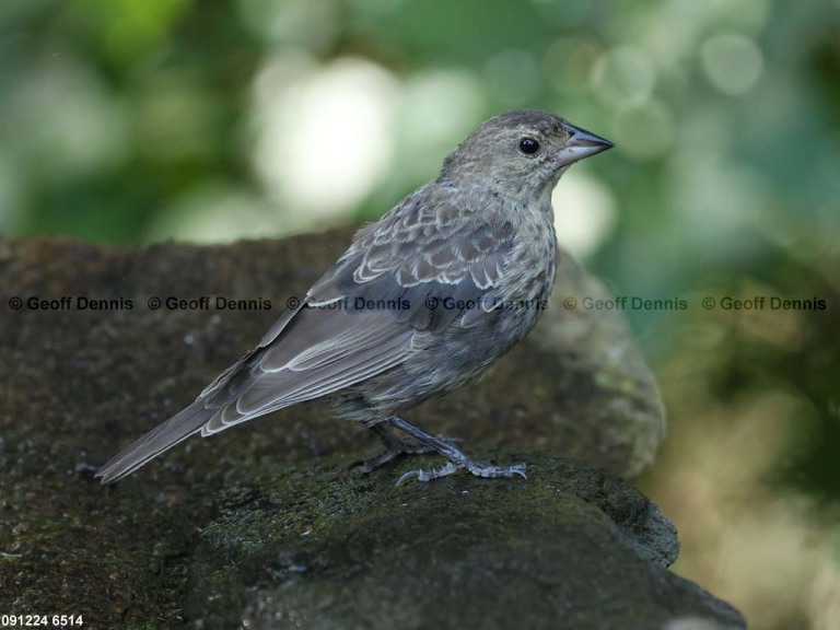 BHCO-CA_Brown-headed-Cowbird