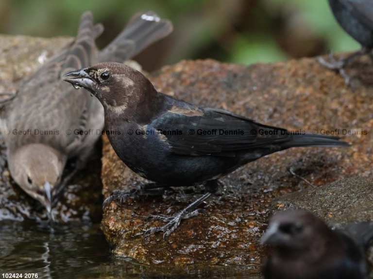 BHCO-CD_Brown-headed-Cowbid