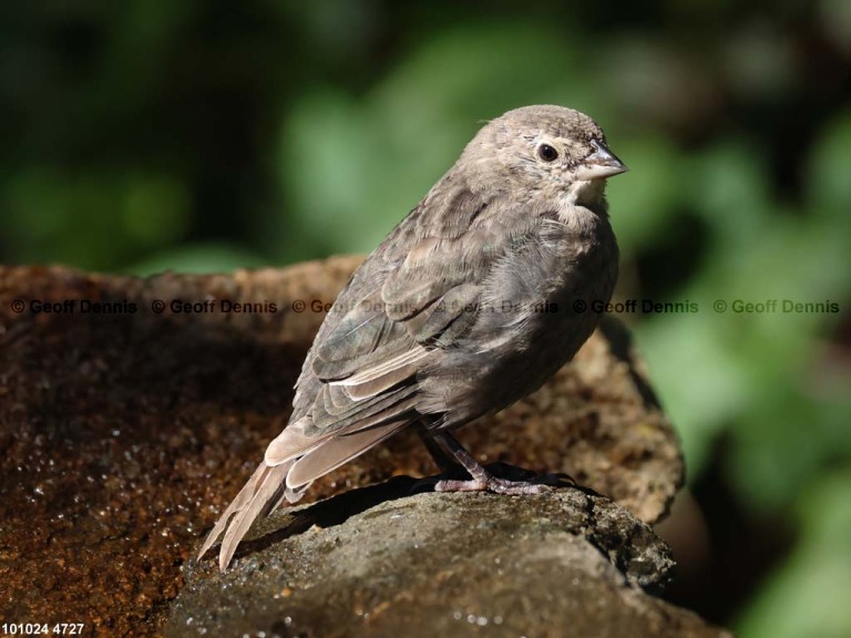 BHCO-CE_Brown-headed-Cowbird