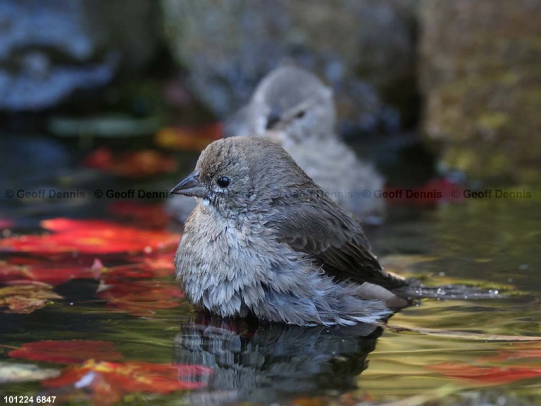 BHCO-CF_Brown-headed-Cowbird