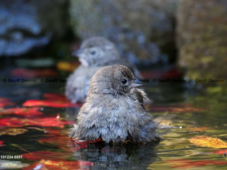 BHCO-CG_Brown-headed-Cowbird