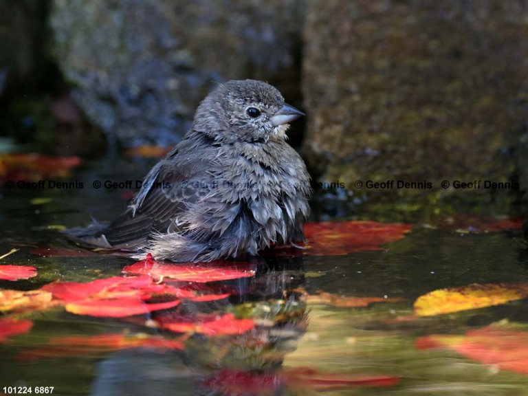 BHCO-CH_Brown-headed-Cowbird