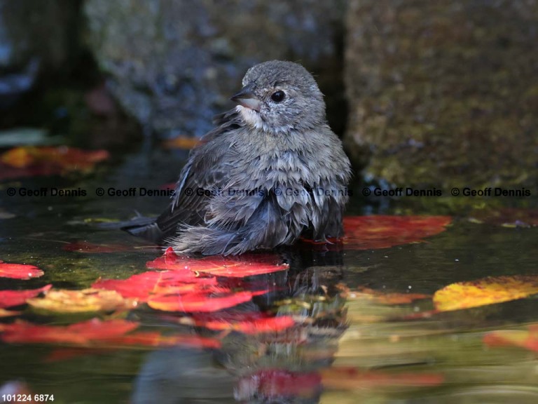 BHCO-CI_Brown-headed-Cowbird