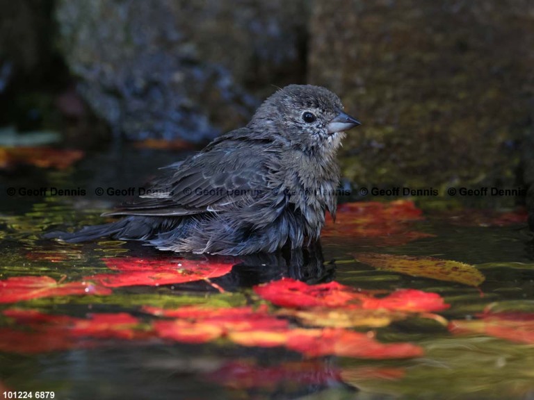 BHCO-CK_Brown-headed-Cowbird