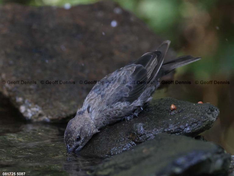 BHCO-CL_Brown-headed-Cowbird