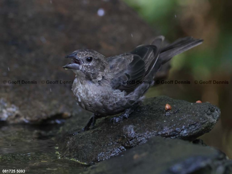 BHCO-CM_Brown-headed-Cowbird