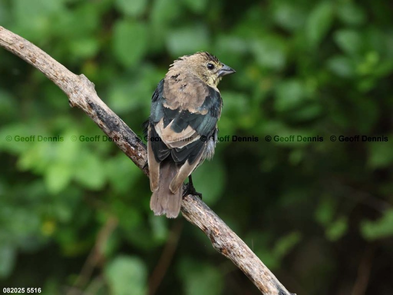 BHCO-CN_Brown-headed-Cowbird
