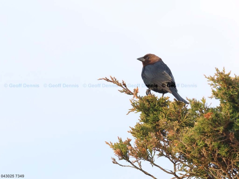 BHCO-CO_Brown-headed-Cowbird