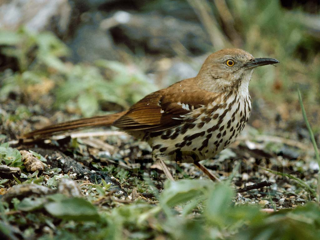 BRTH-AA_Brown-Thrasher