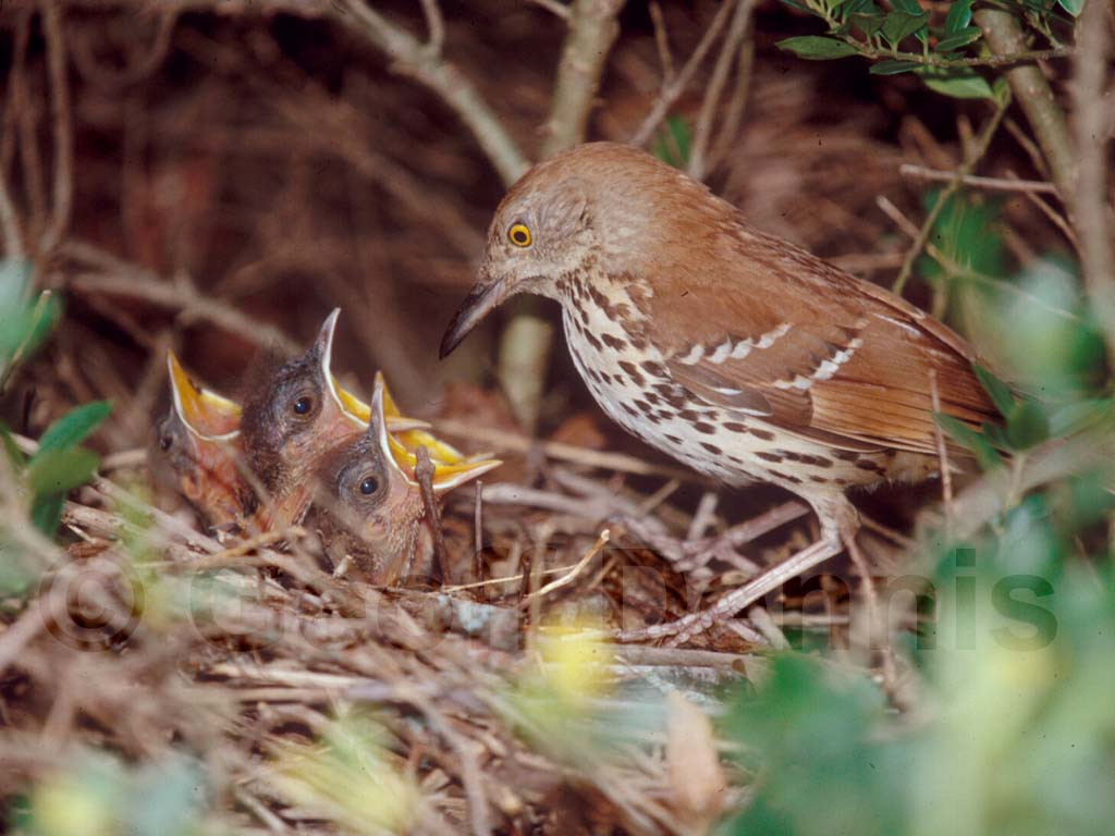 BRTH-AB_Brown-Thrasher