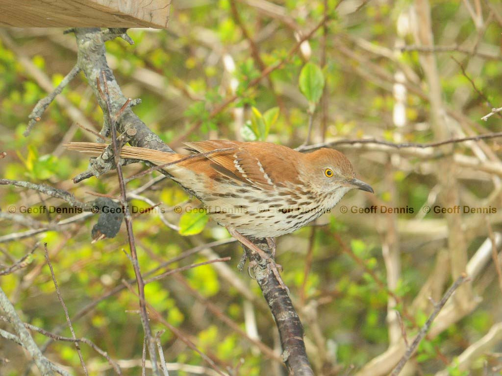 BRTH-AC_Brown-Thrasher