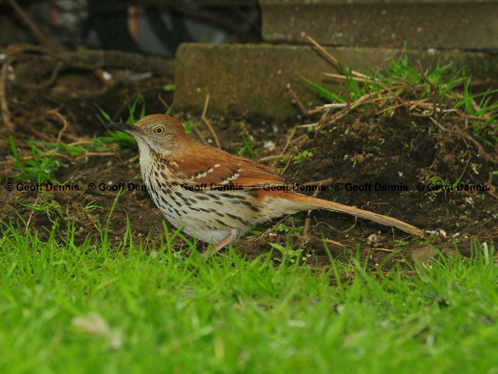 BRTH-AD_Brown-Thrasher