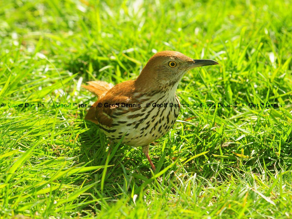 BRTH-AE_Brown-Thrasher