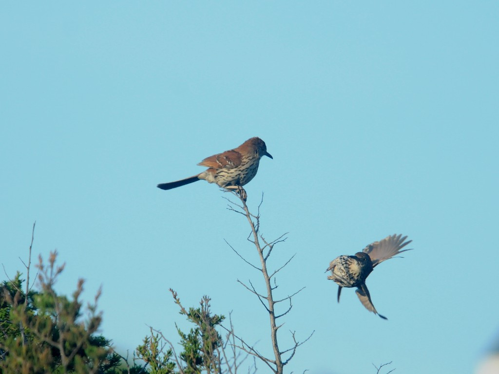 BRTH-AF_Brown-Thrasher