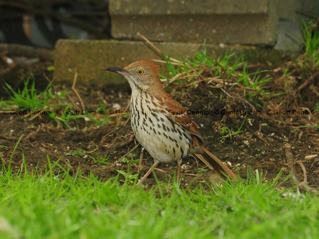 BRTH-AG_Brown-Thrasher