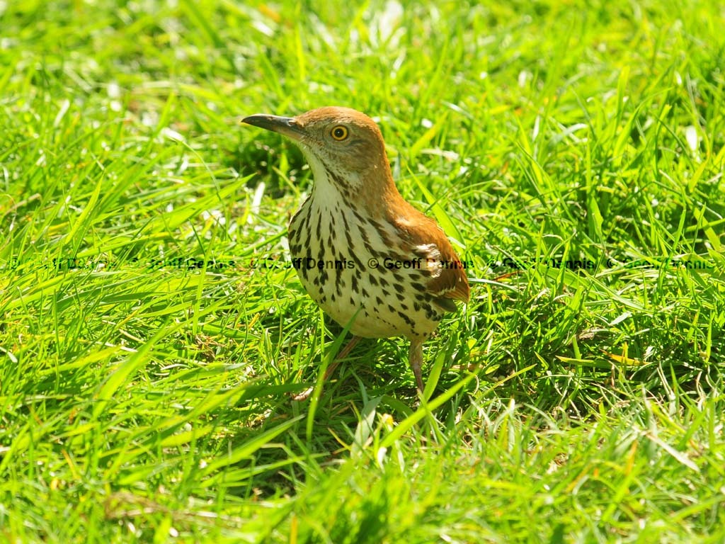 BRTH-AH_Brown-Thrasher