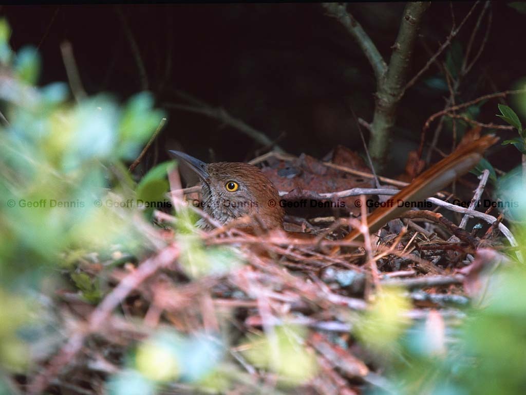 BRTH-AI_Brown-Thrasher