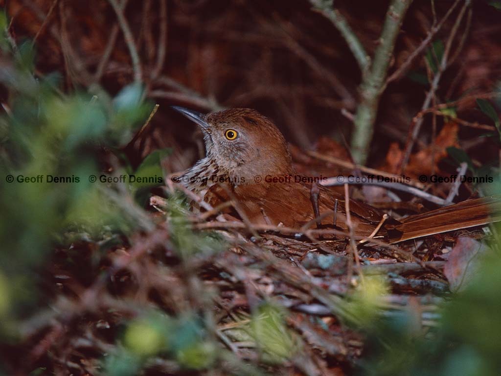 BRTH-AJ_Brown-Thrasher