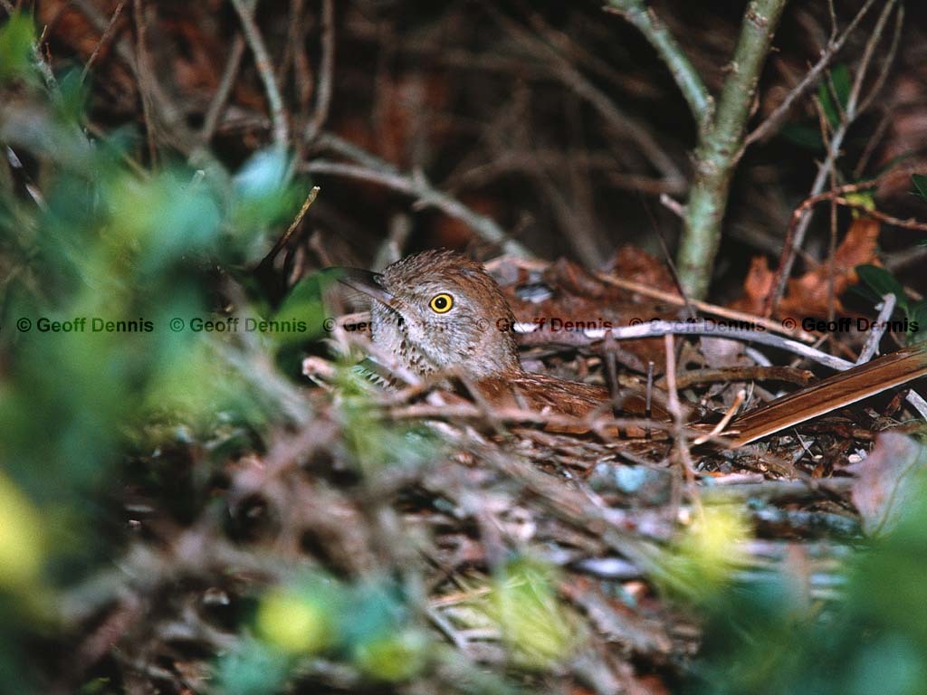 BRTH-AK_Brown-Thrasher
